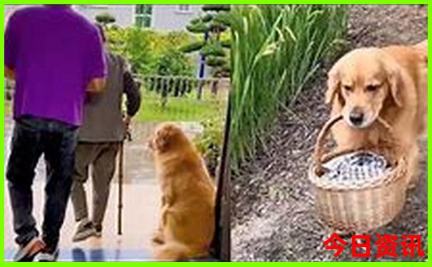 mpv适合长途自驾游么